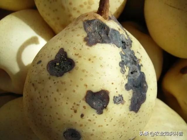 梨树套袋后这4种害虫要小心伤果能力惊人
