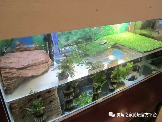 gfee3211小麝香龟属的饲养缸设置1,小麝香龟属的龟