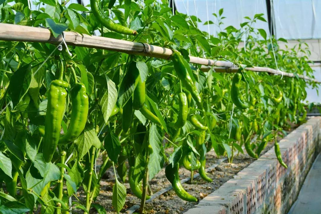 悦心养生有机蔬菜保鲜的小诀窍你get了吗