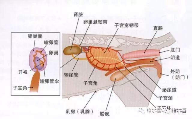 这样的体态造成了一个不可规避的事实:它们的阴道略高于子宫:乳腺肿瘤