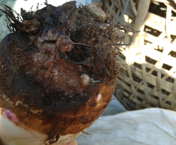 槟榔芋软腐发臭,发病后难救治?不要急,采取多种措施早预防