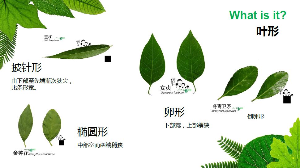 叶片分为,叶片的类型,植物叶怎么分类_大山谷图库