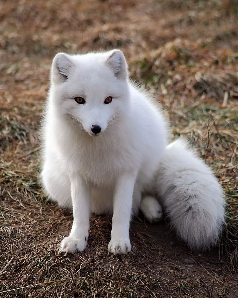 17种高颜值动物大多数人都没见过颜值控请进