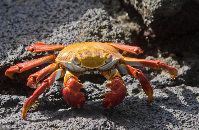 禹州传奇旱螃蟹透明花柏血四溅因为啥