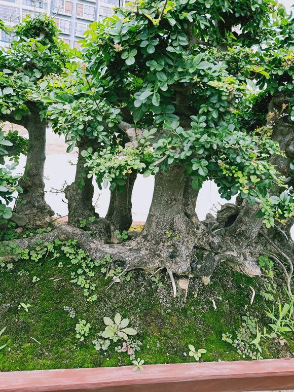 对节白蜡一本多杆大丛林