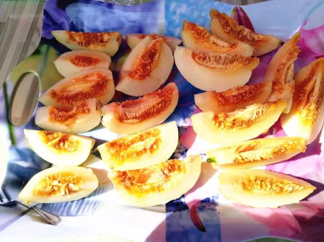 固原香甜的梨瓜子成熟啦!_头营镇