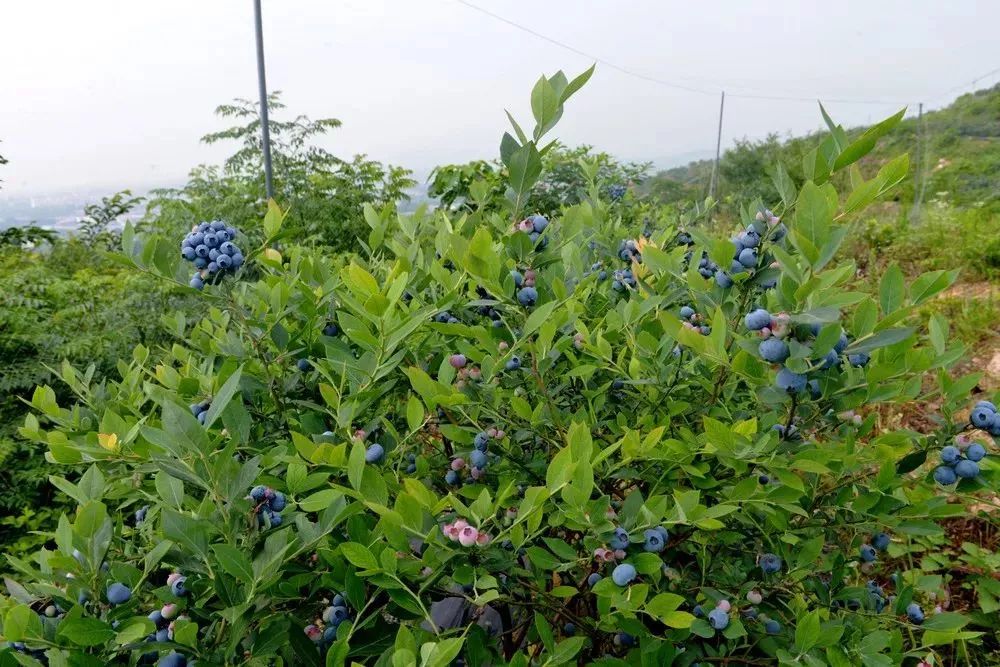 又到一年寻莓记庐江县蓝莓采摘路线出炉