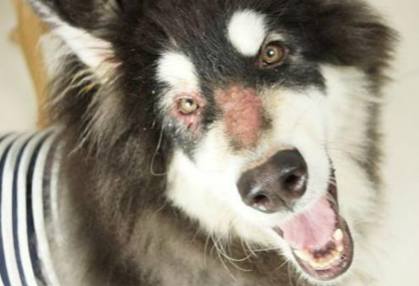 狗狗皮炎用什么药有效狗狗得了皮炎怎么治疗