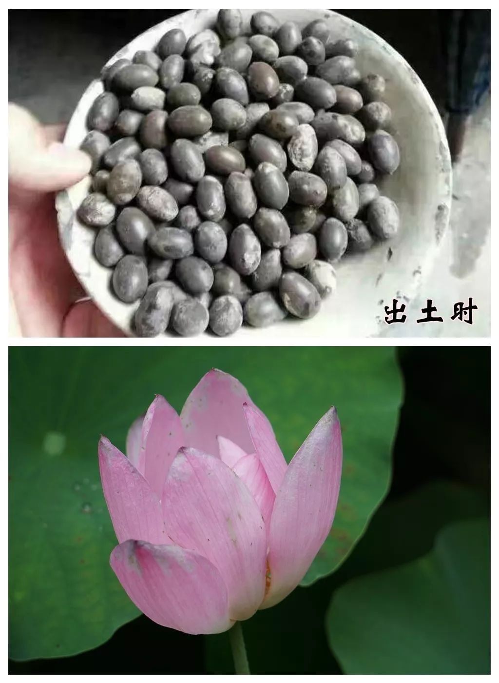 你可能听说过千年的莲子能发芽,但不一定亲眼见过它长叶开花的样子,在