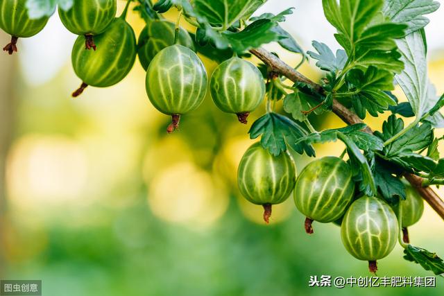 怎样防治果树上的黑蝉