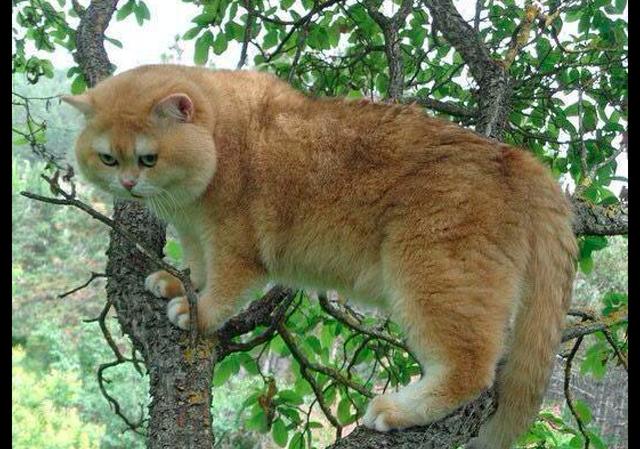 公园里有一只胖橘猫上了树,看体型还以为是小老虎,猛虎下山了?_猫咪