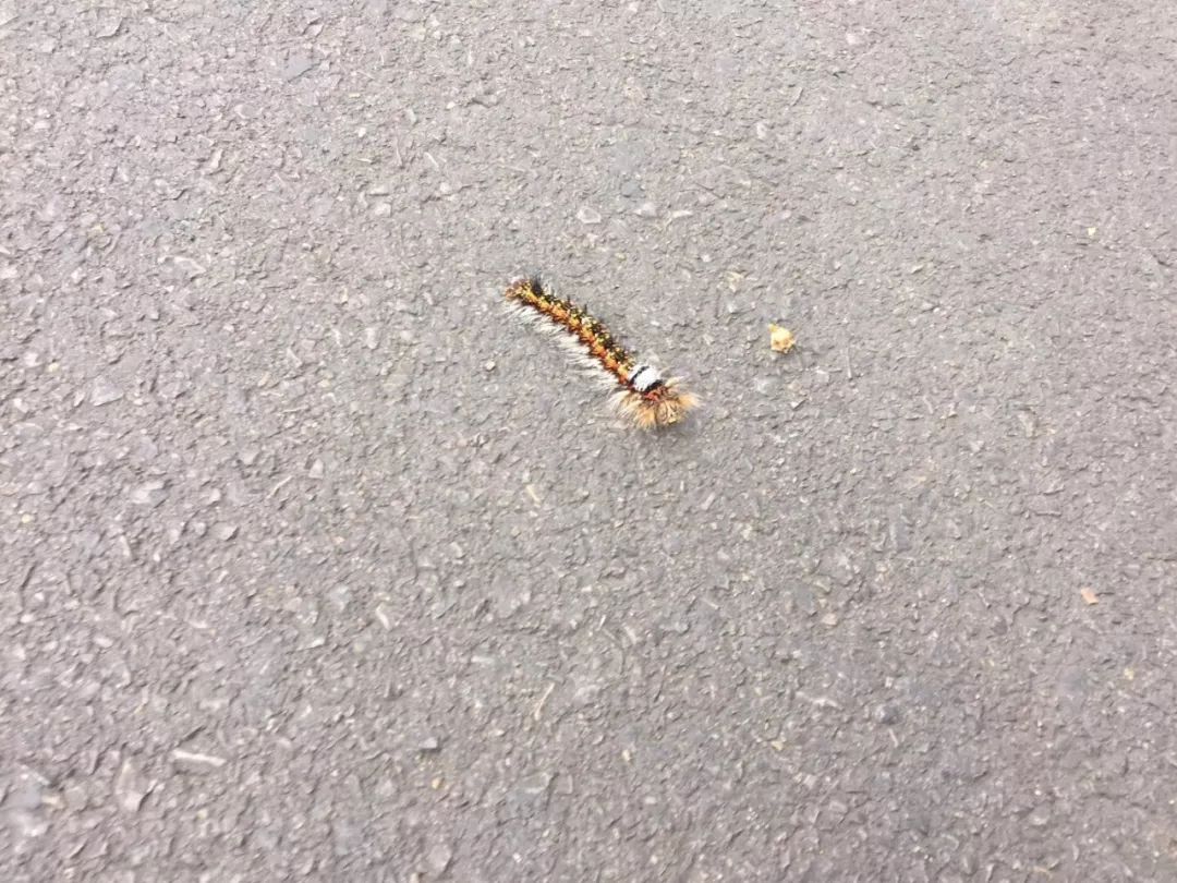 贵州一个村子毛毛虫泛滥成灾,还会爬进家里咬人!