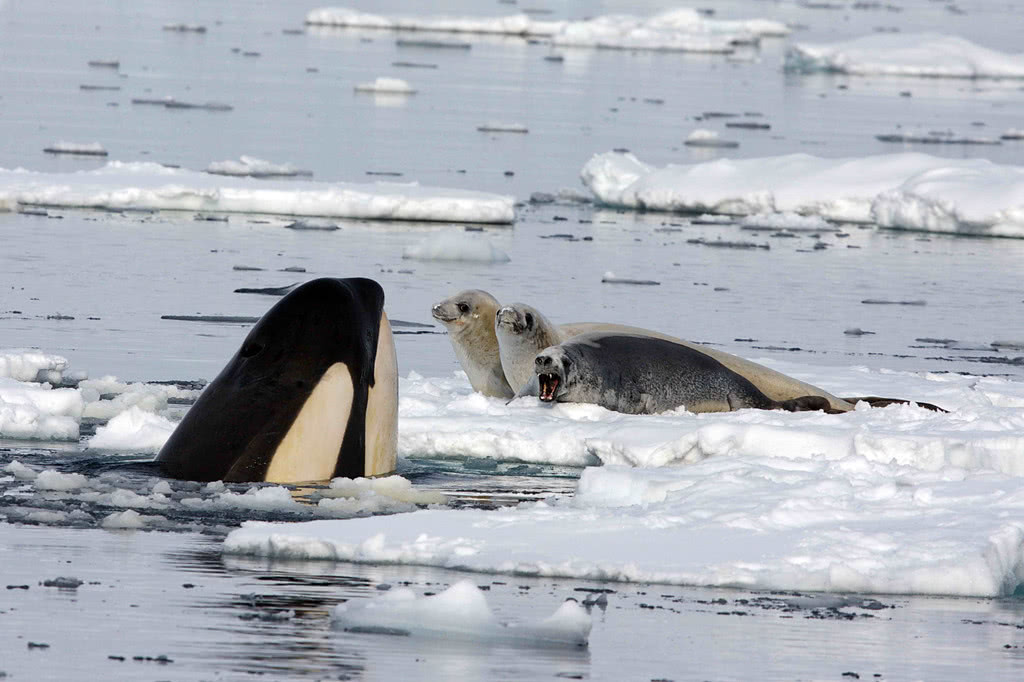 虎鲸吃豹形海豹图片