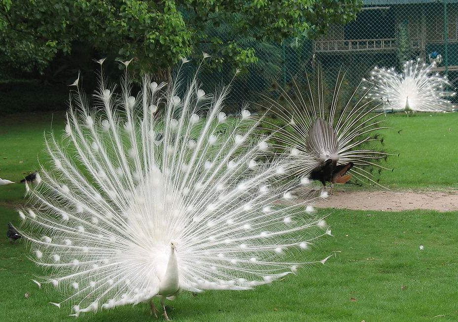 618疯狂年中庆听中国好声音吃龙虾看孔雀感官盛宴一站搞定还有手机