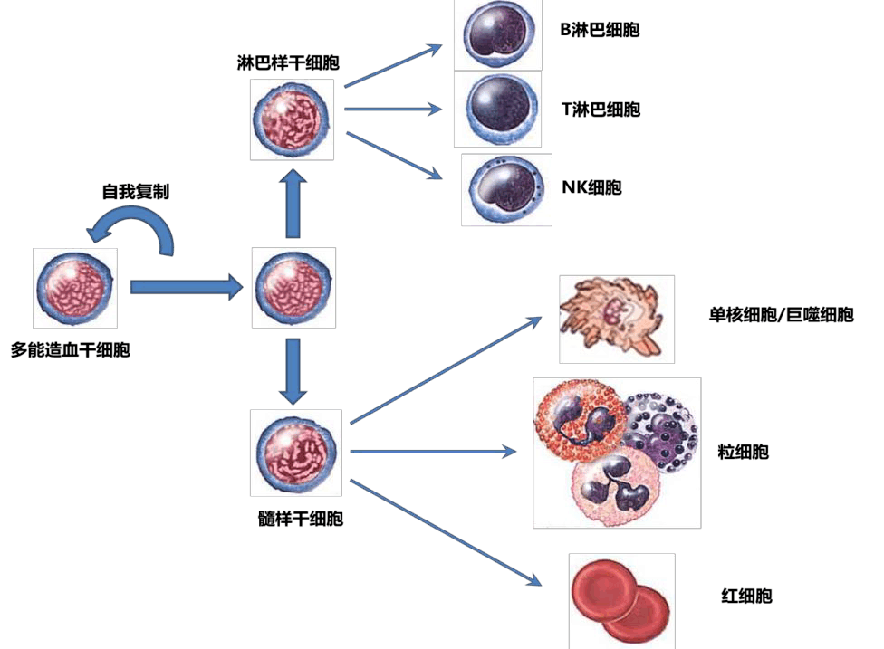 关于自体干细胞你知道多少看完你就明白了