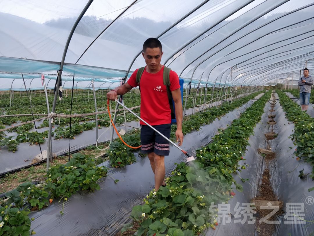 图 3 电动喷雾器施药图 2 大棚环境内部图 1 草莓大棚外部三,试验结果