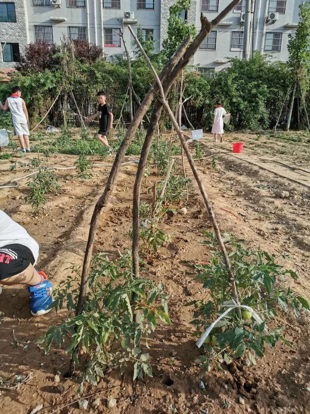【爱劳动】肥城市龙山小学保护西红柿大作战,看我们搭架子啦