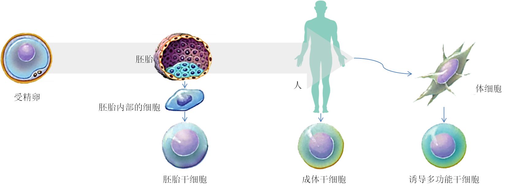 关于自体干细胞你知道多少看完你就明白了