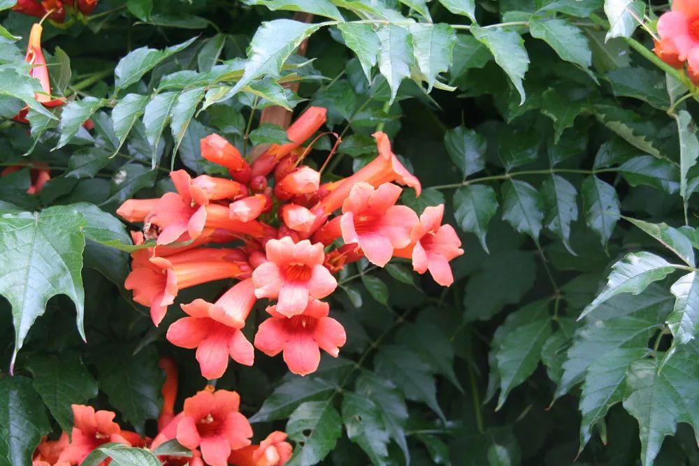 花朵如一個個紅色喇叭的凌霄花,種牆邊可以花開滿院_養護