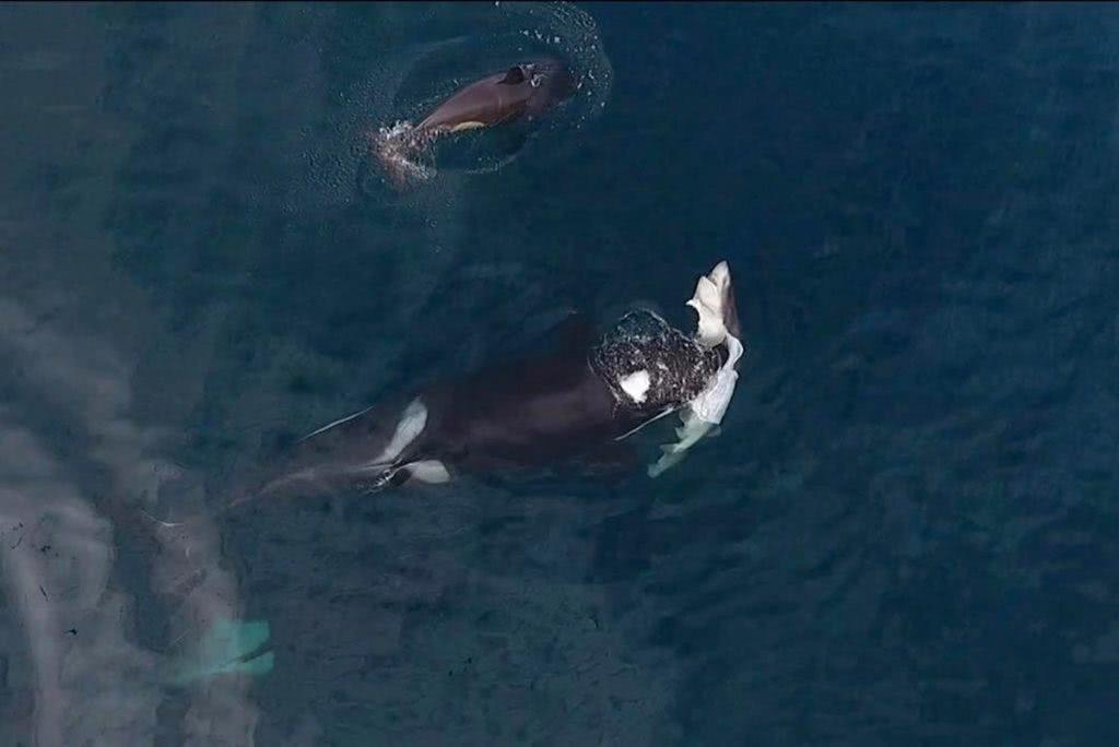 虎鲸吃海豹表情包图片