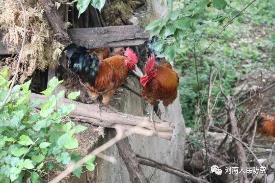 这几年,村子环境越变越好,每天在村里锻炼锻炼,跑上个万把步简直是