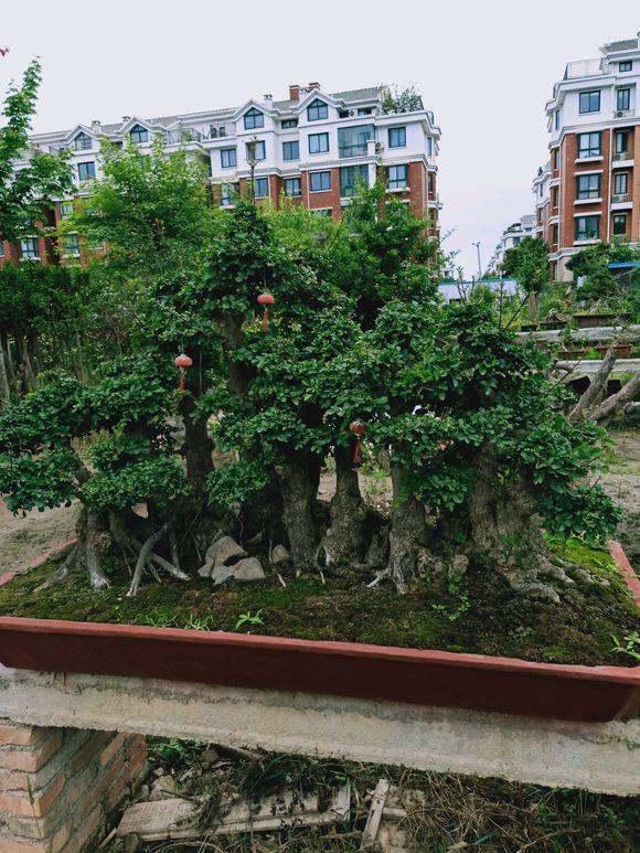 对节白蜡一本多杆大丛林