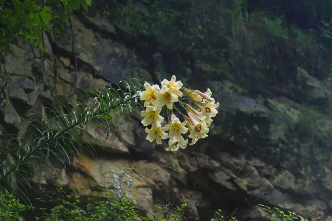 悬崖边百合花开的图片图片