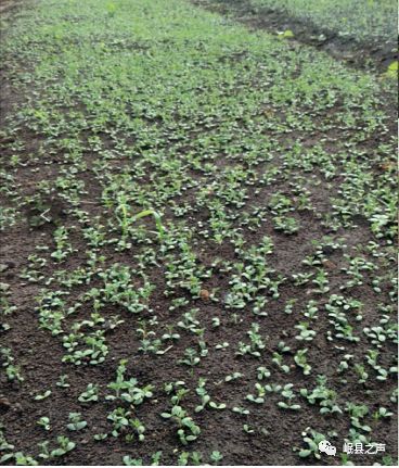 科技之窗你需要的黄芪标准化种苗繁育技术在这里快收藏