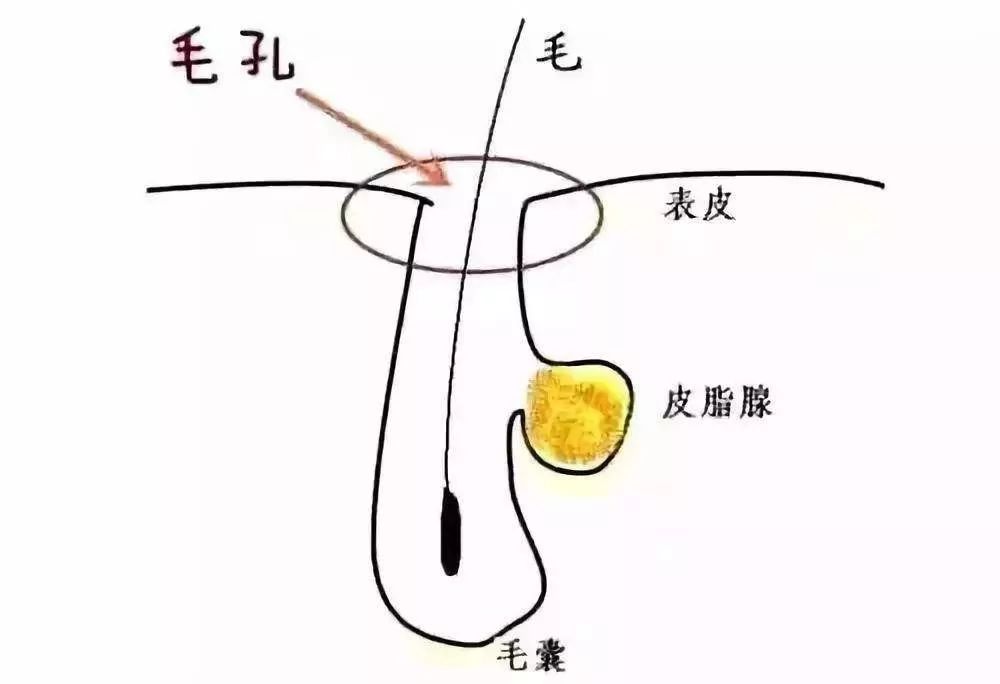 皮脂腺君的生长位置在这里~再厉害的保湿品也是作用不到这里的!