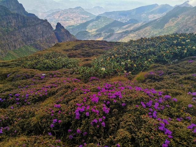 美丽的杜鹃花,给轿子雪山披上一套最美的霓裳