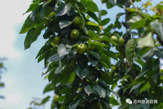 苏城寻鲜记丨六月的树山又有好果子吃了