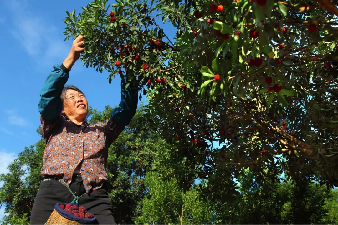 2019慈溪杨梅节开幕式暨横河杨梅开摘仪式时间地点在这里