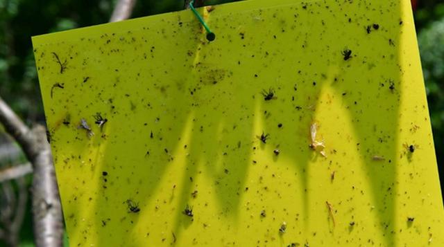 樱花树上沾满了各种虫子的胶板樟树上沾满了各种虫子的胶带(长江日报)