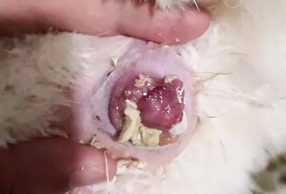 【技术大餐】预防蛋鸡输卵管炎,从哪几个环节入手?