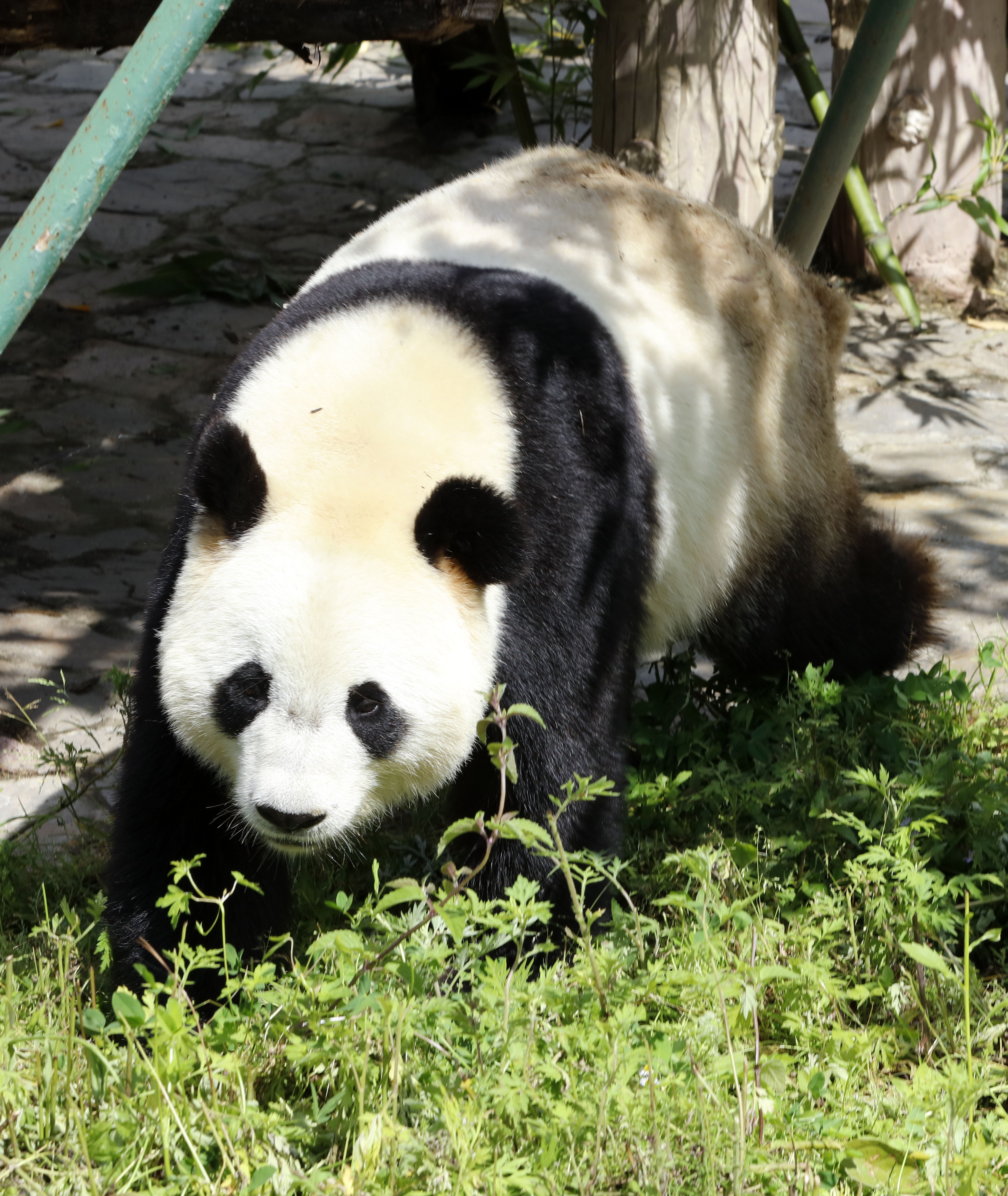 6月12日"萌萌"在中国大熊猫保护研究中心卧龙神树坪基地.