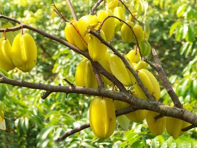 很多不爱吃杨桃的人,看了这些好处也动心了!