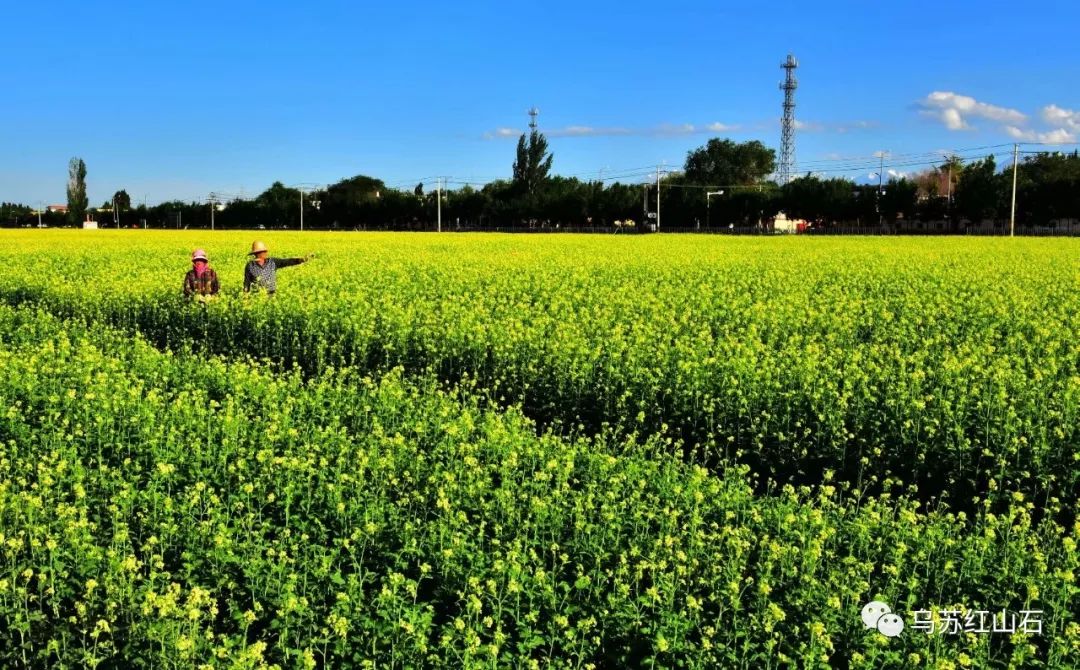 徜徉在乌苏甘河子油菜花海中