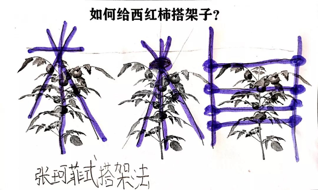 【爱劳动】肥城市龙山小学保护西红柿大作战,看我们搭架子啦