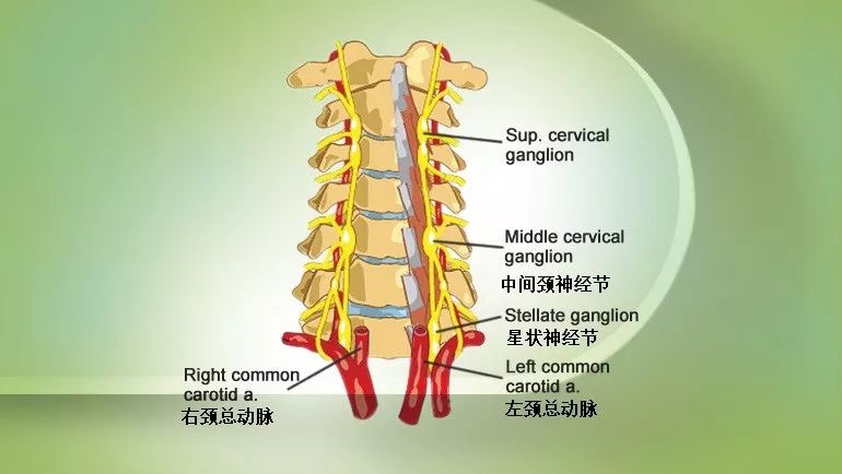 星状神经节作用图片