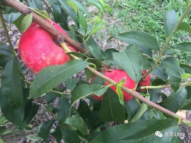 吃货福音奉化水蜜桃早熟品种开始上市今年价格