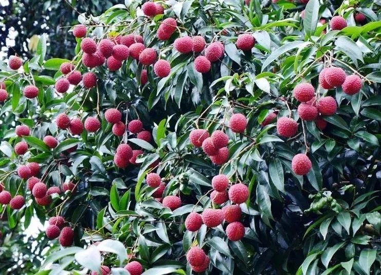 开售啦去年爆卖百万斤的香山鸡嘴荔枝终于盼来了6月16日荔枝节等你来