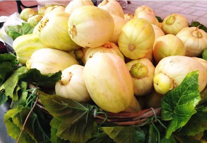 固原香甜的梨瓜子成熟啦!_头营镇