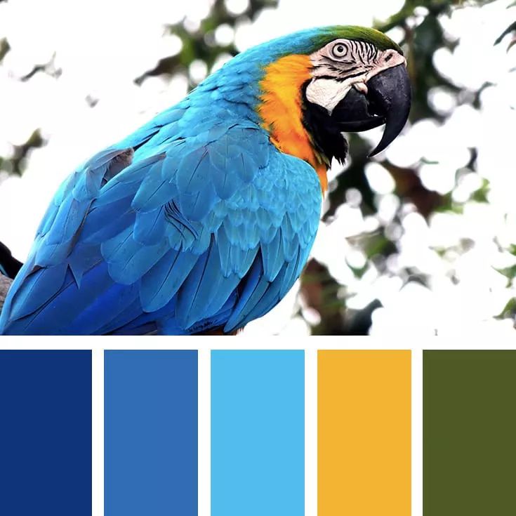 学会配色找到设计灵感