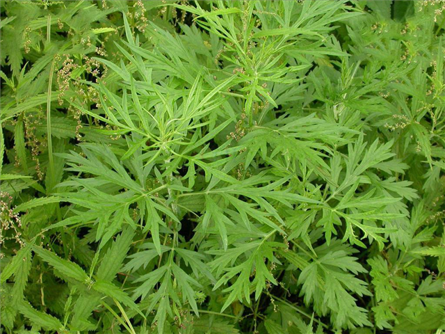 朋友们现在对牛尾蒿也有一定的了解了吧,如果在你的家乡,你见过这种草