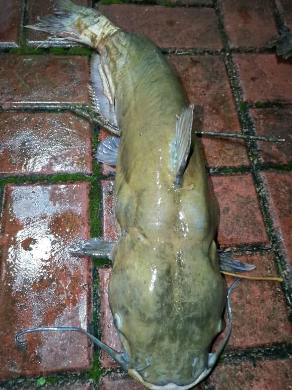 湄公河巨鲶贵州村民乌江捕获一米长怪鲶鱼浑身伤疤