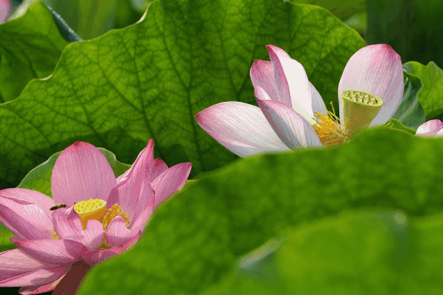 周六约起来这里的荷花开了好美