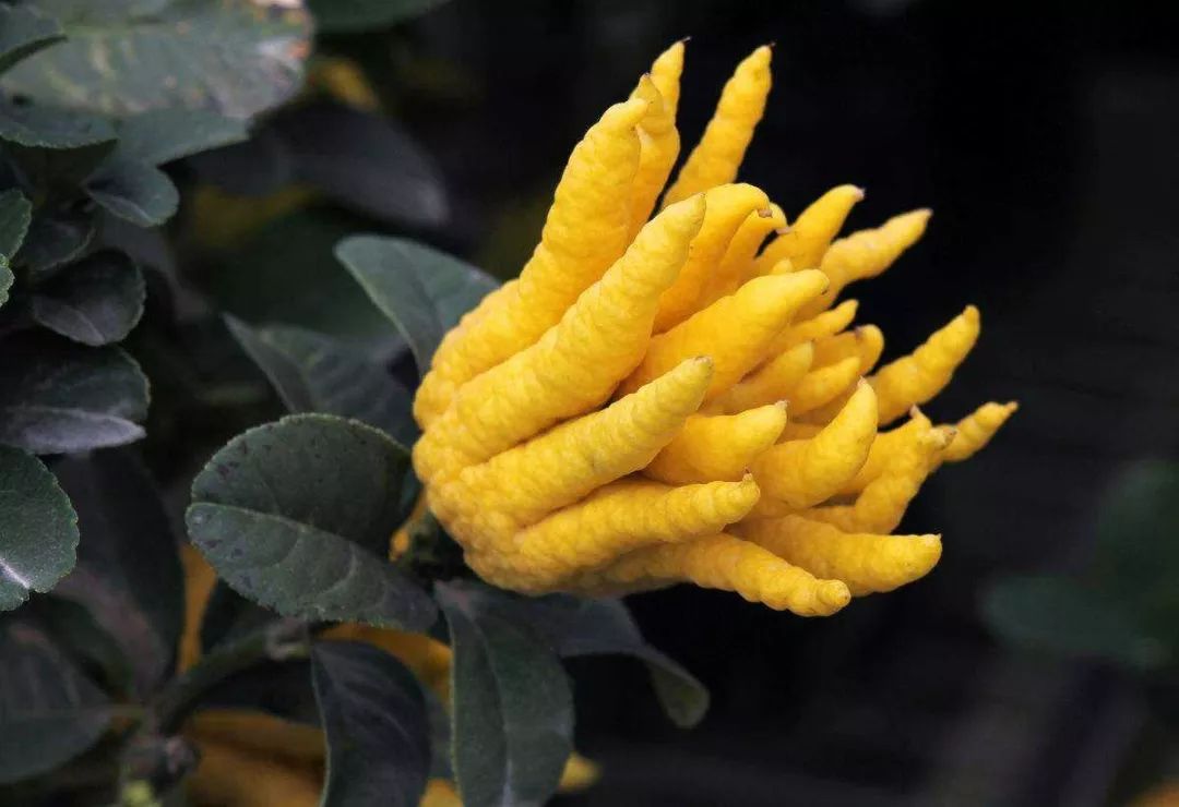 每天学一味中药:佛手