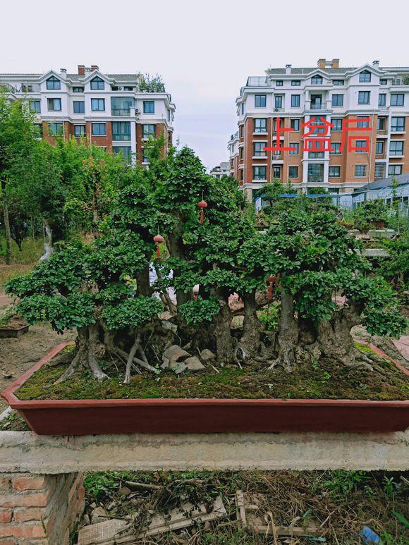 对节白蜡一本多杆大丛林