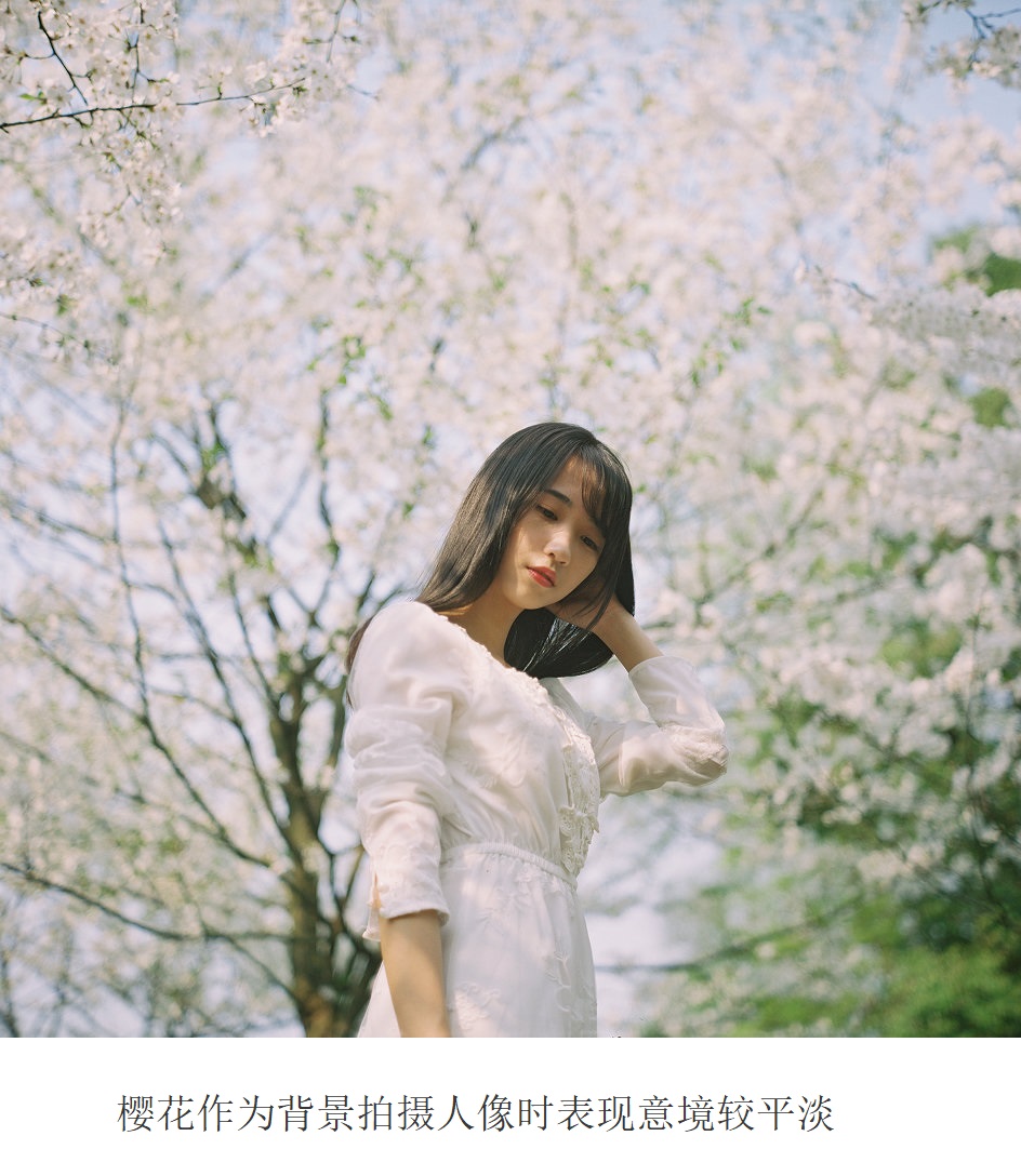 樱花题材拍摄的8个技法你离优秀樱花摄影师就这几步了