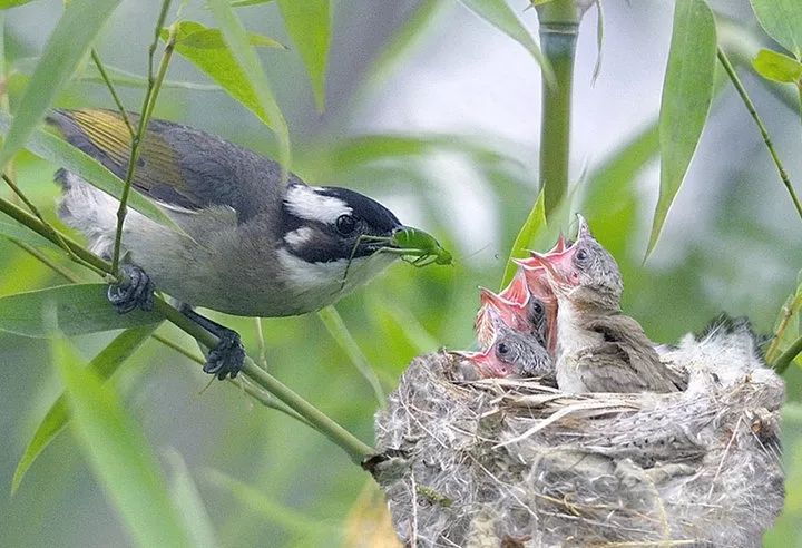 连续两年筑巢孵卵丨白头翁泸州这个楼顶我承包了